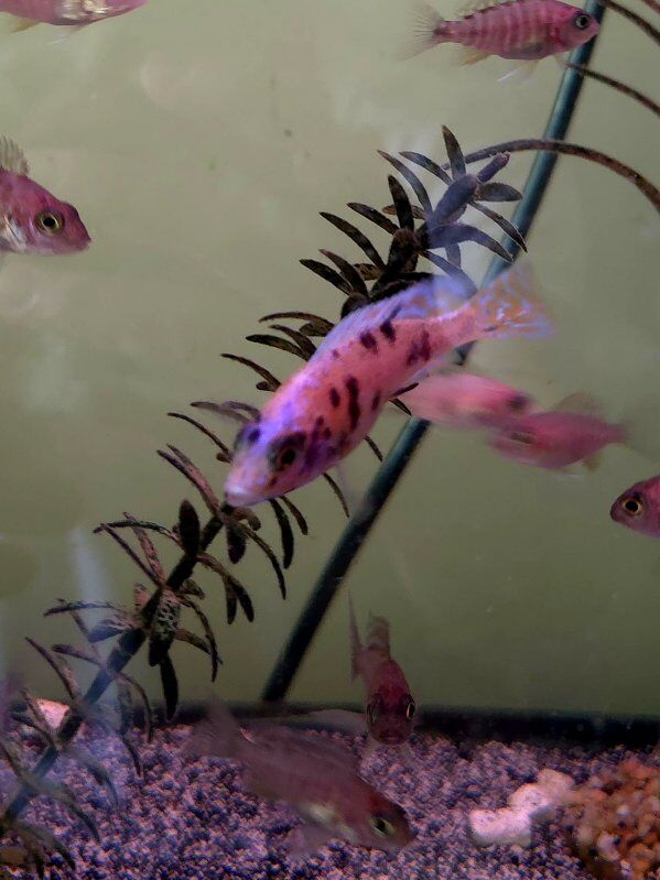 Juvenile Male African OB Ahli Iceberg Cichlid
