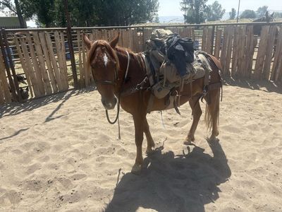 Pack horse riding horse