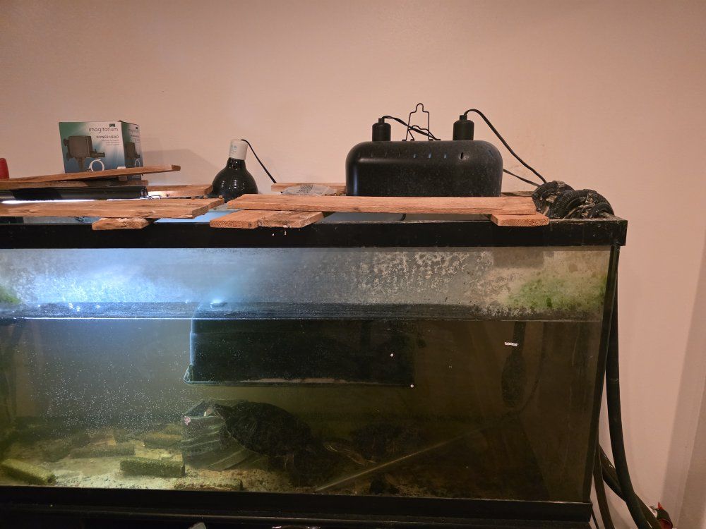 turtles, 125 gallon aquarium, filters