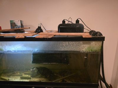 turtles, 125 gallon aquarium, filters