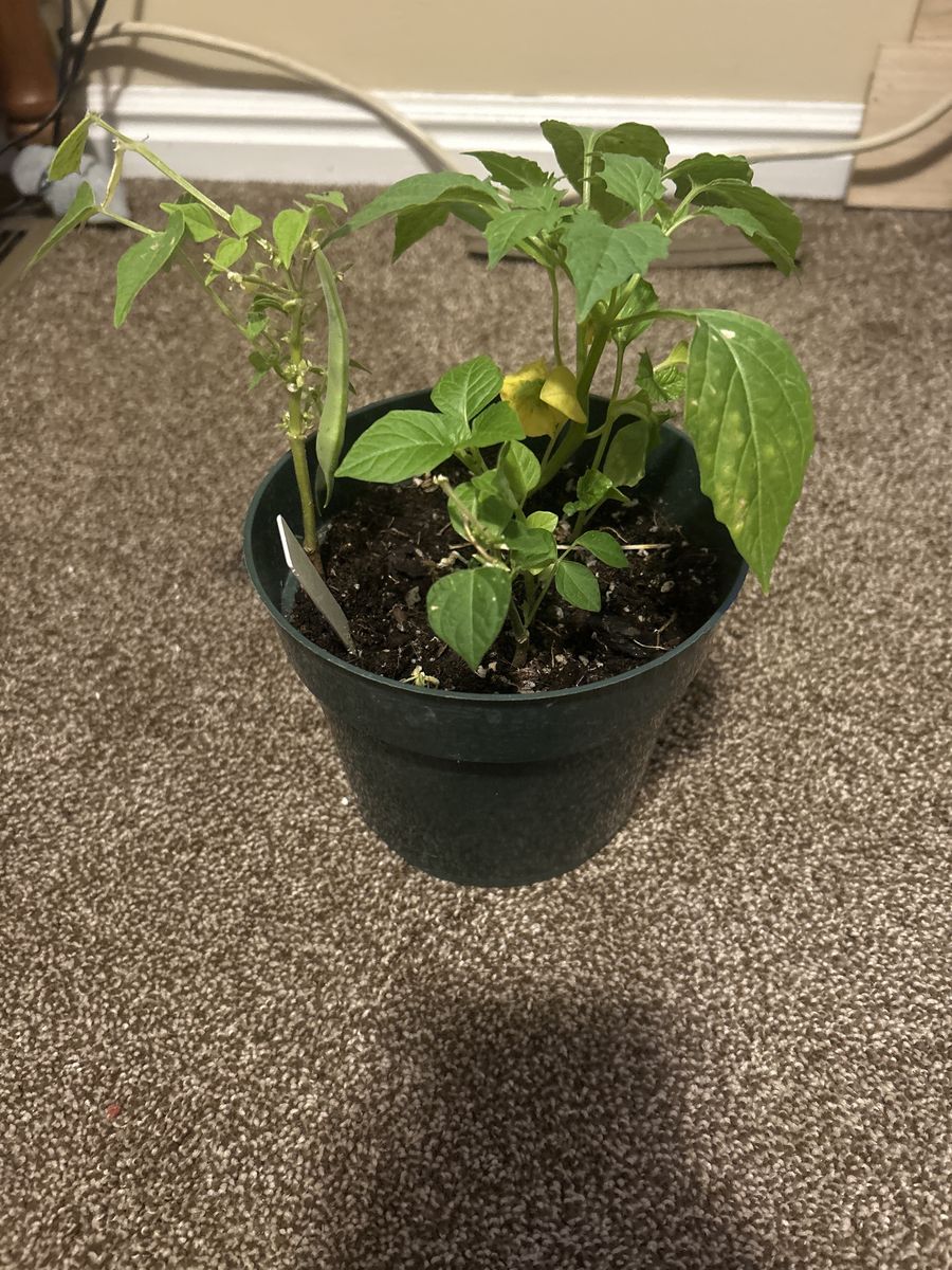 Green bean/pea plant