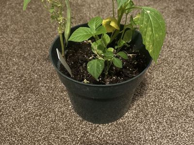 Green bean/pea plant