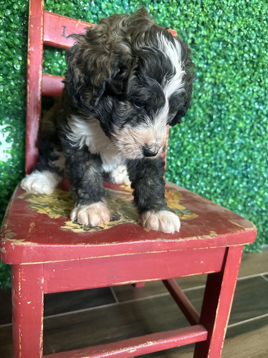 8 Week Old Bernedoodle Male