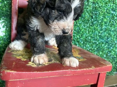 8 Week Old Bernedoodle Male