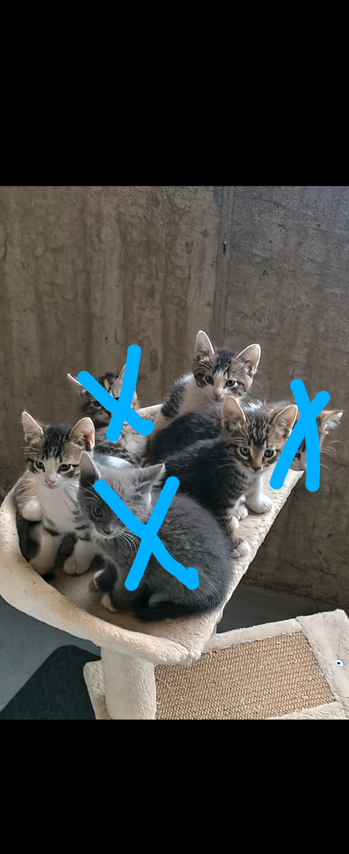 Kittens for Sale