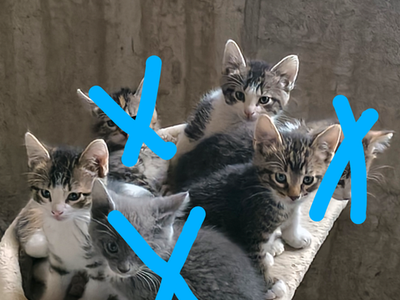 Kittens for Sale