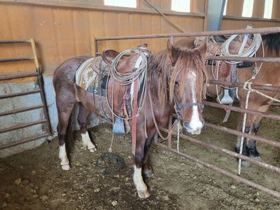 6 year old mare