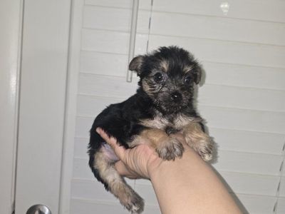 terrier shih tzu shorkie
