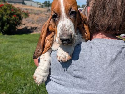 Euro Basset hound puppies