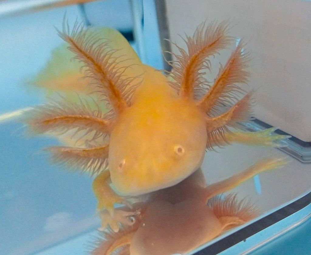 Baby Axolotls