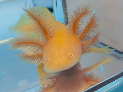 Baby Axolotls