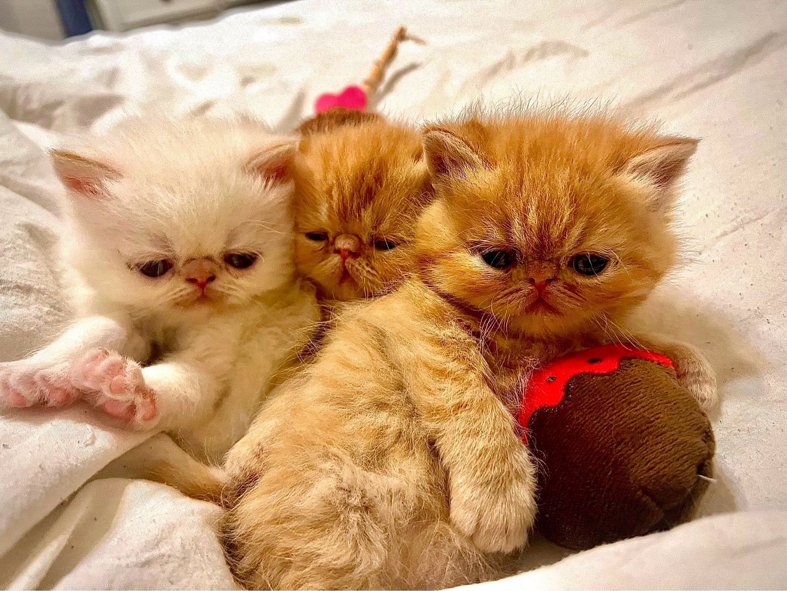 !!! Purebred Exotic Shorthair (Persian) Kittens !!!