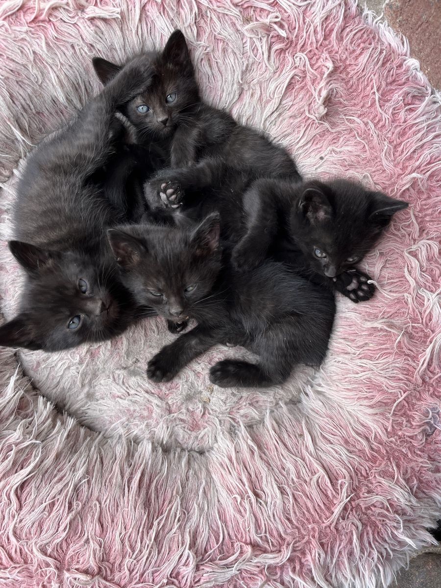 Kittens
