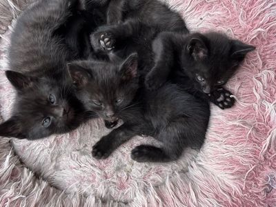 Kittens