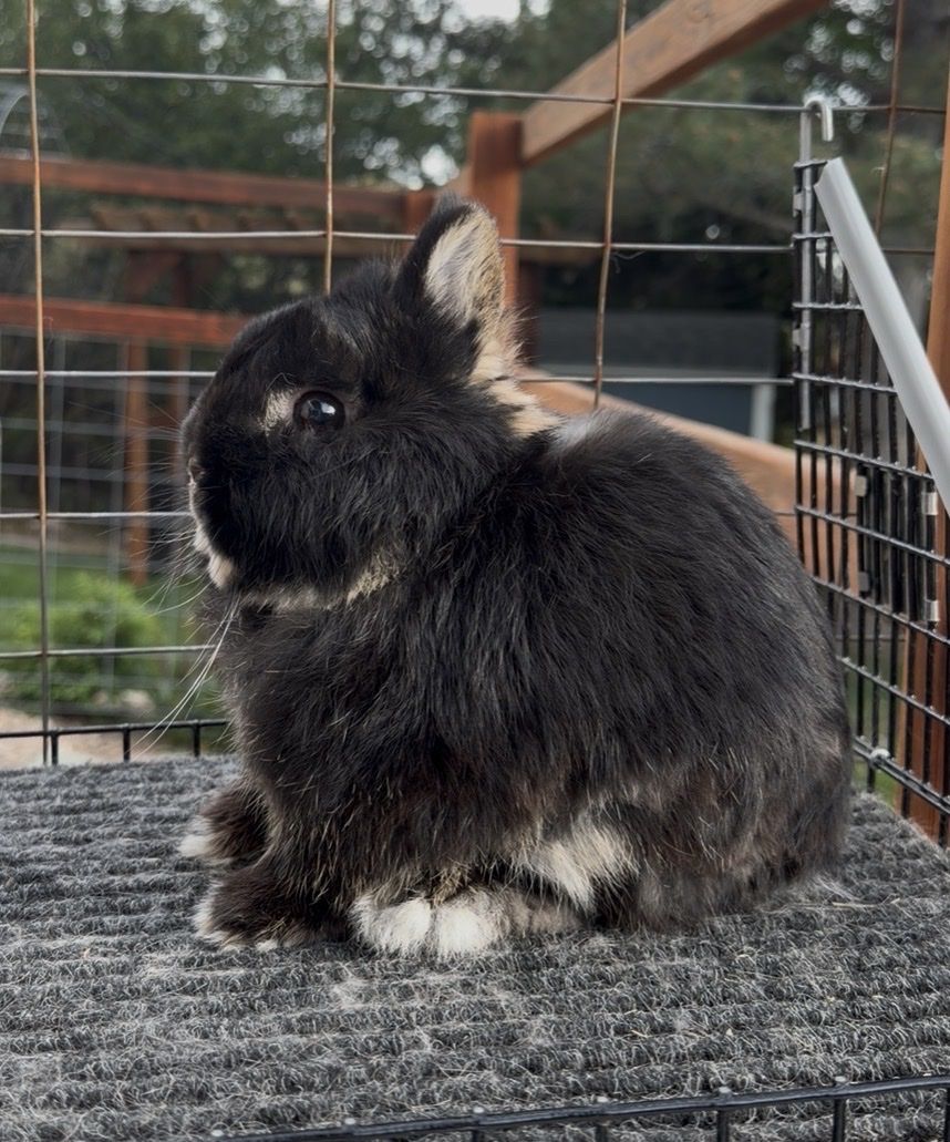 Netherland Dwarf Buck