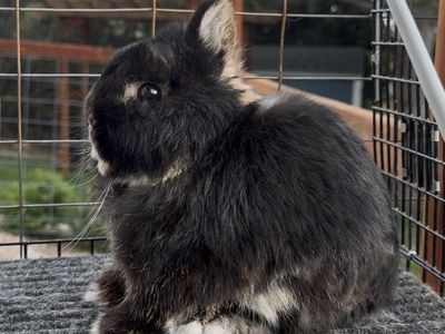 Netherland Dwarf Buck