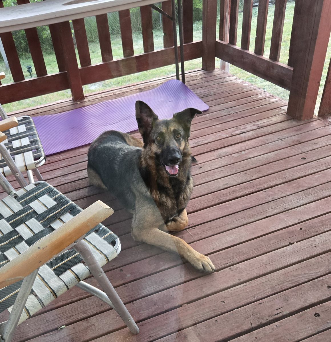 German Shepperd