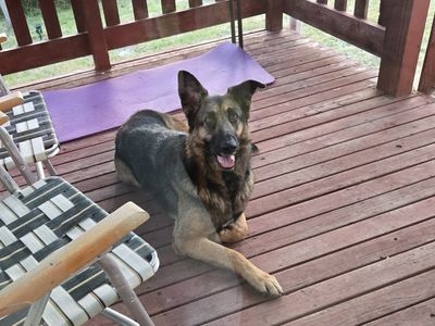 German Shepperd