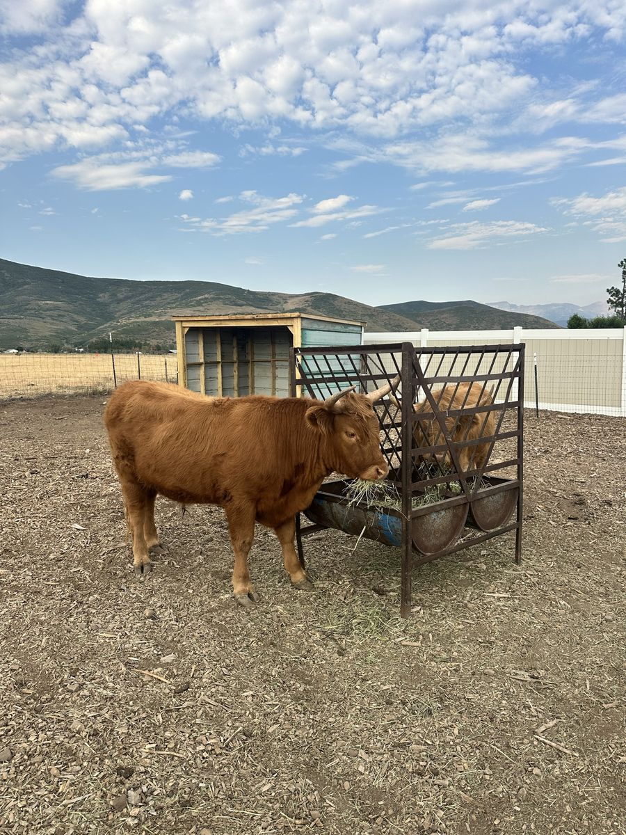 Highland Cow