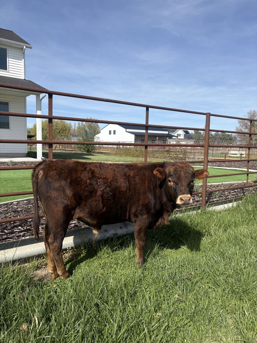 Jersey/Dexter Brindle Bull Calf