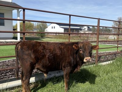 Jersey/Dexter Brindle Bull Calf