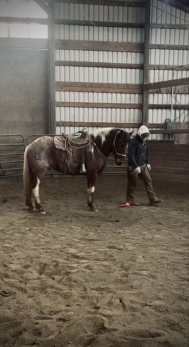 Horse