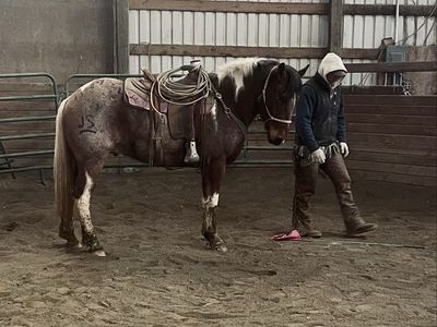 Horse