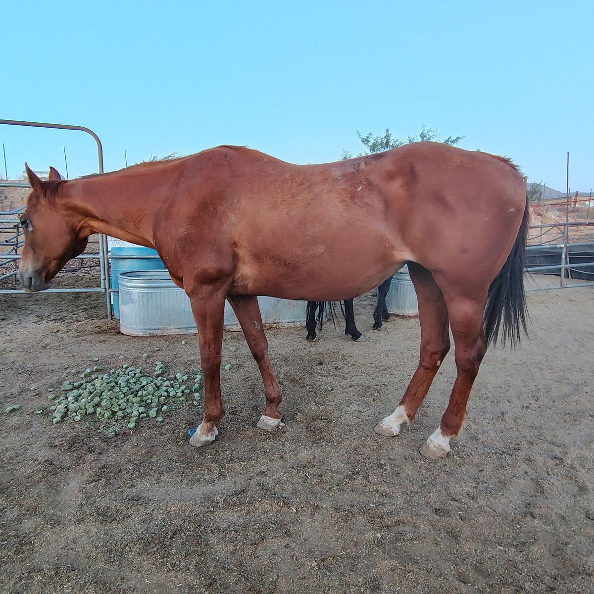 Perfect 1st horse