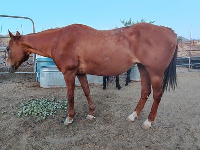 Perfect 1st horse