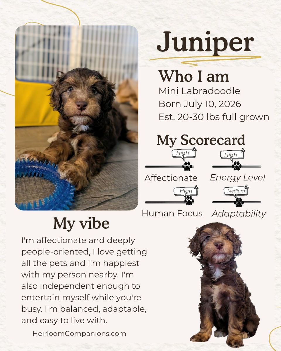 Ready Sept 5th! Mini Labradoodle Puppies (like Goldendoodle), Health Tested Parents