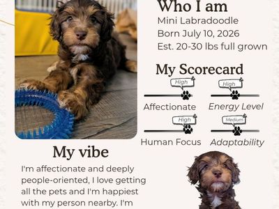 Ready Sept 5th! Mini Labradoodle Puppies (like Goldendoodle), Health Tested Parents