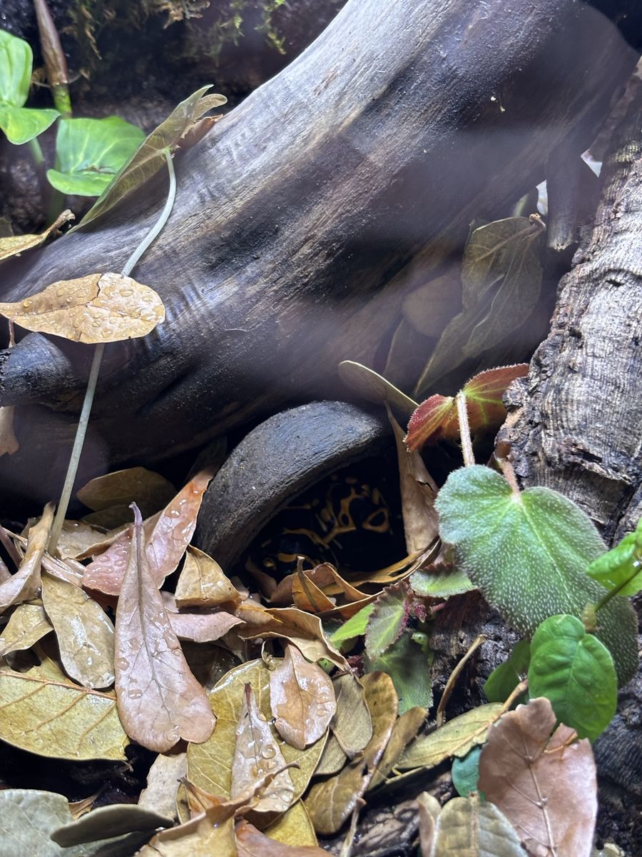Bumble Bee Dart Frog