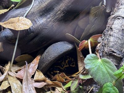 Bumble Bee Dart Frog