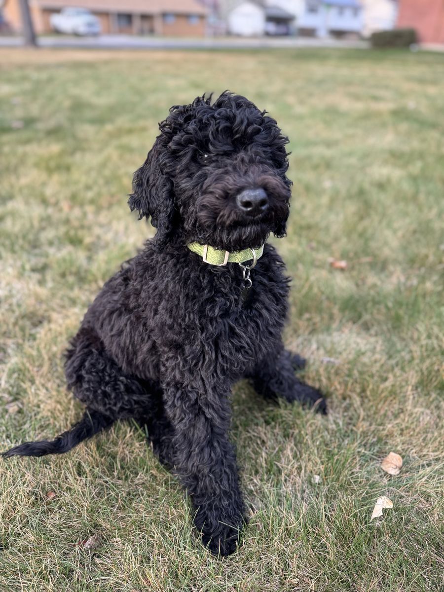 Male Golden Doodle (4 Months)