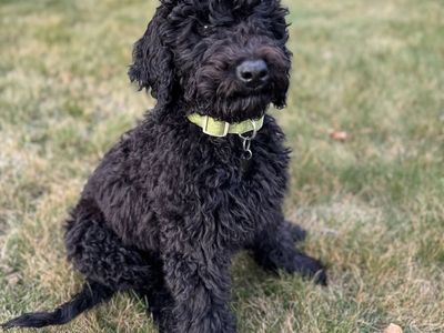 Male Golden Doodle (4 Months)