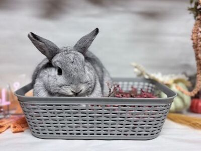 Chinchilla Netherland Dwarf Bunny Rabbit