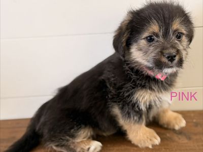 Shih Tzu / Corgi (Shorgi) Puppies! CUTE CUTE!!!