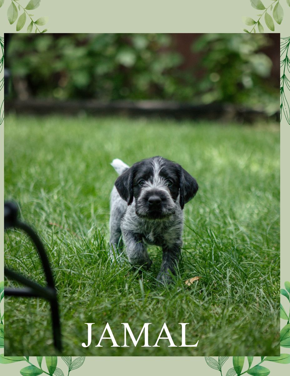 German Wirehaired Pointer Puppies