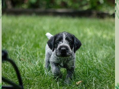 German Wirehaired Pointer Puppies