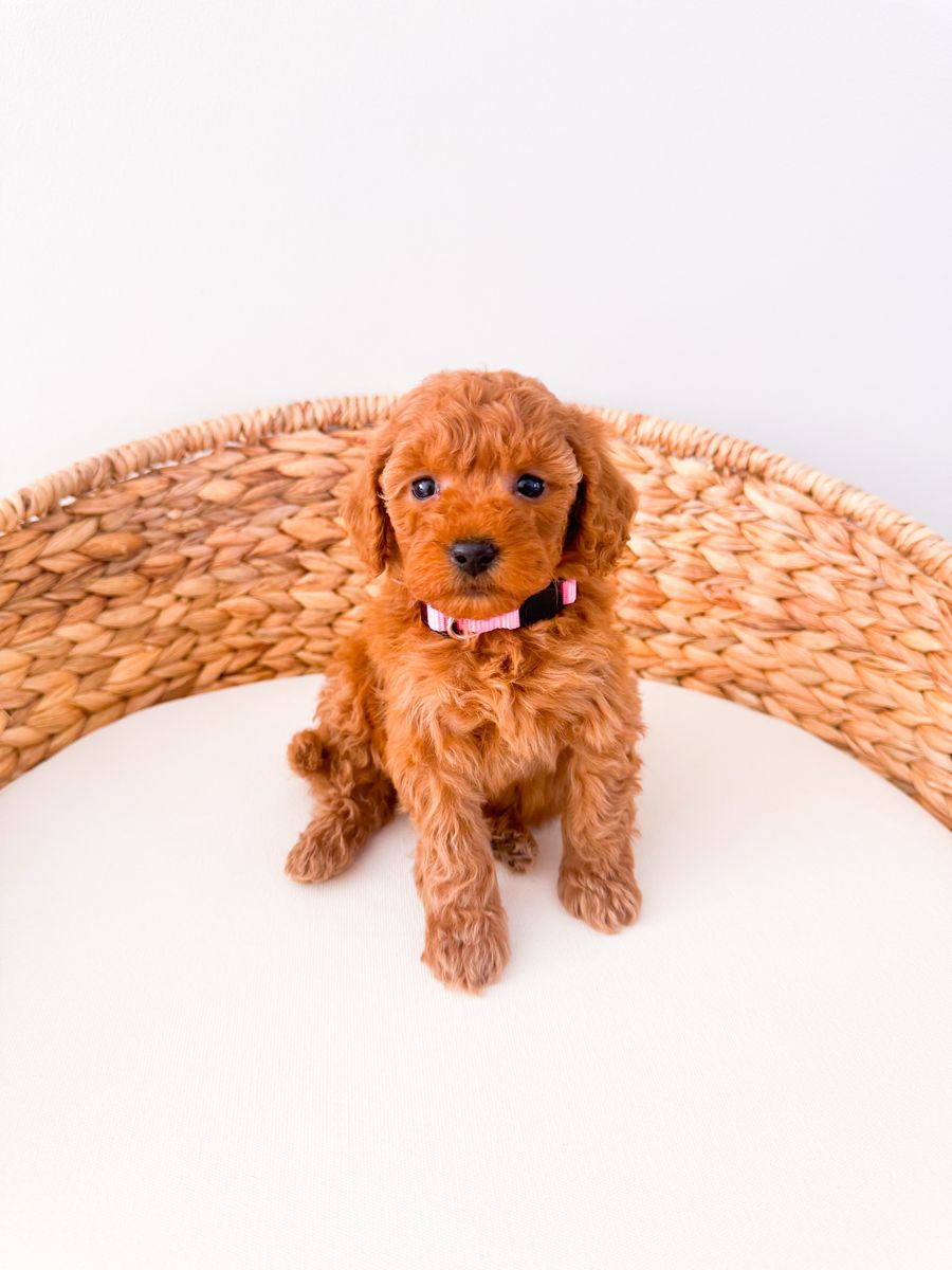 Gorgeous 13-20lb Female Mini Goldendoodle Puppies, Ready 7/1 Golden Doodle