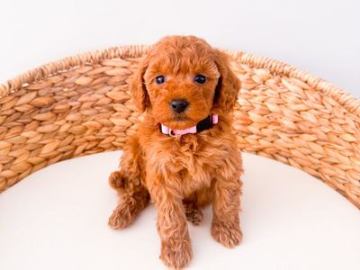 Gorgeous 13-20lb Female Mini Goldendoodle Puppies, Ready 7/1 Golden Doodle