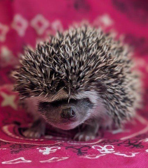Adorable African Pygmy Hedgehog - Friendly & Ready for a New Home!