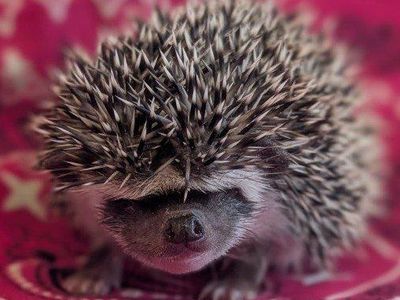 Adorable African Pygmy Hedgehog - Friendly & Ready for a New Home!