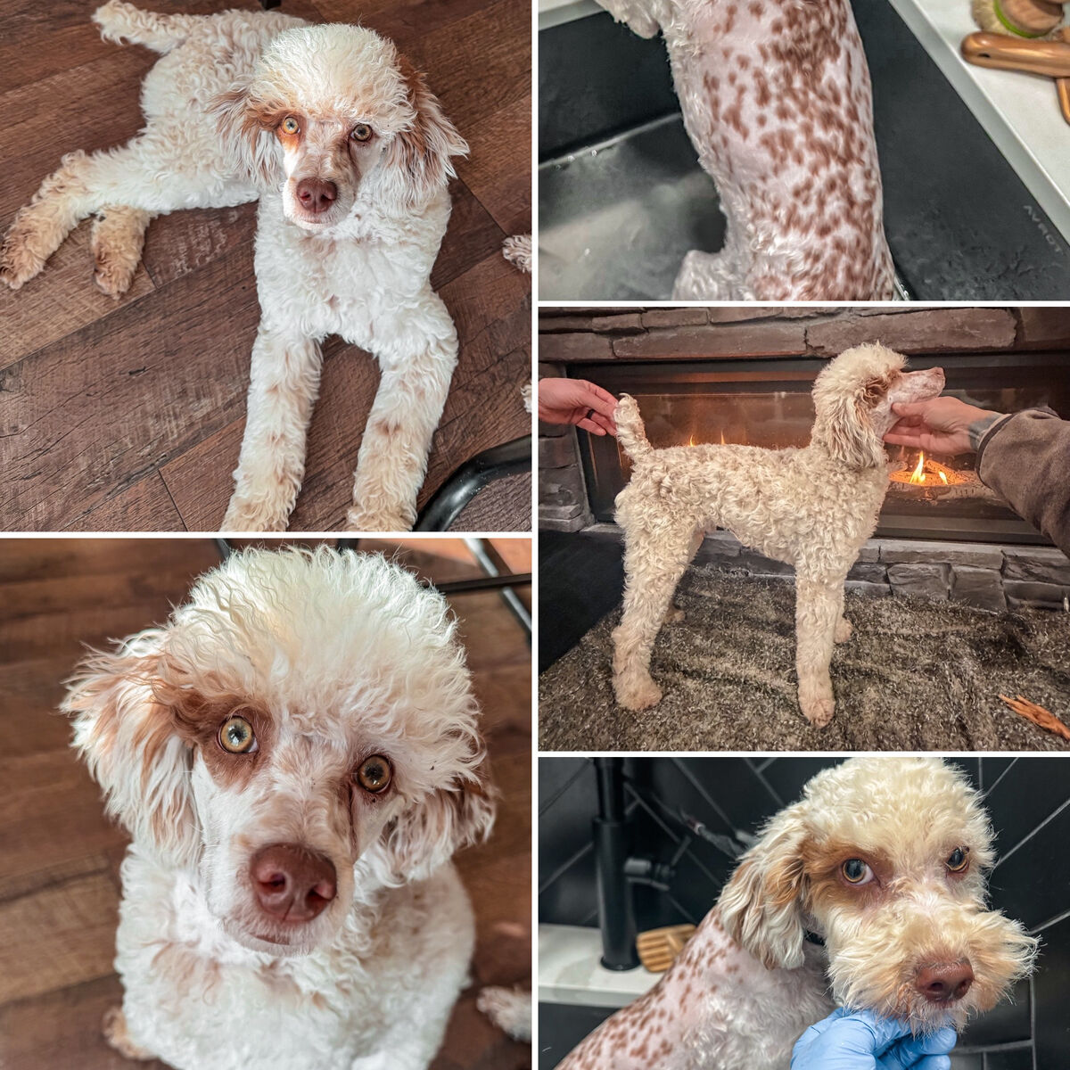 RARE! mini Poodle STUD 4 sale - 100% clear