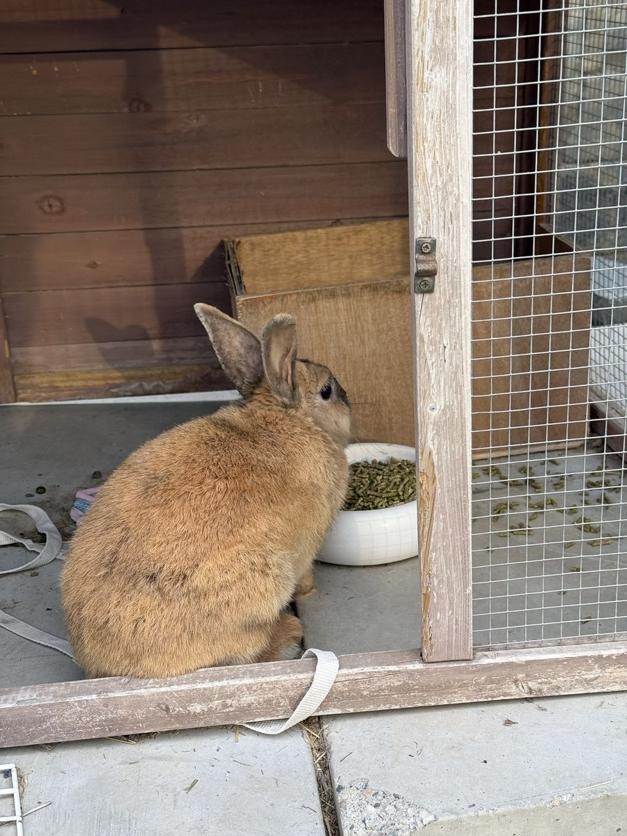 Free Brown Mini Rex Bunny