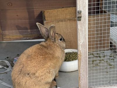 Free Brown Mini Rex Bunny