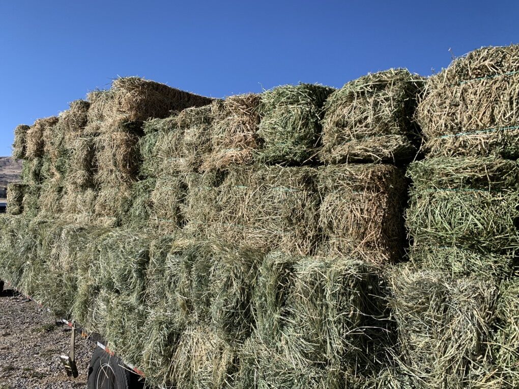 Alfalfa Hay