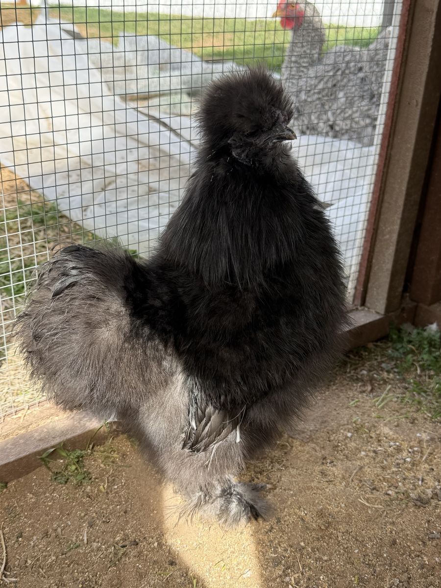 Black Silkie Cockerel