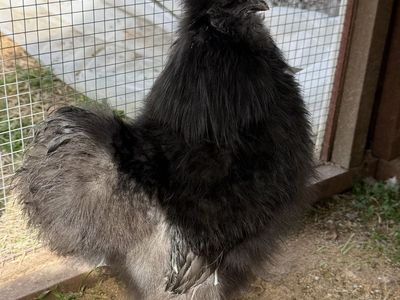 Black Silkie Cockerel