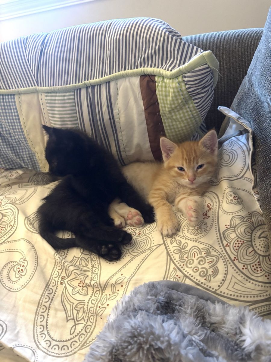 Kittens for adoption